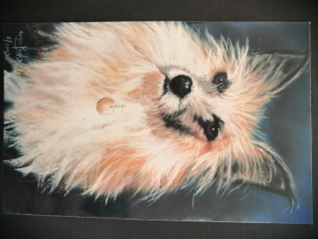 Roger FAGES - chien 1